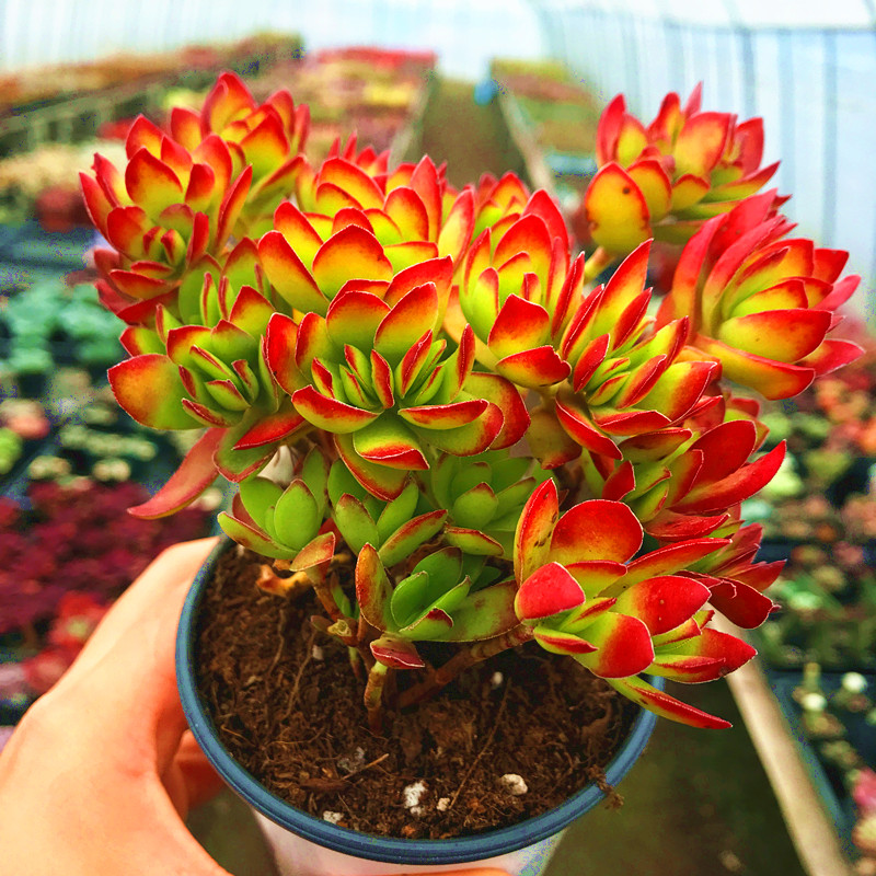 满额包邮/多肉植物【天狗之舞】带塑料盆栽好/阳台庭院盆景