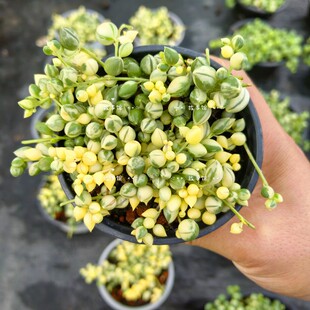 多肉植物 七彩菩提子佛珠锦高端精品云南基地花卉绿植盆栽庭院