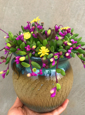 多肉植物【彩色紫玄月大盆】开花漂亮可吊兰装饰圆叶室内桌面花卉