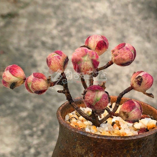 多肉植物球多少钱 多肉植物球价格 小麦优选