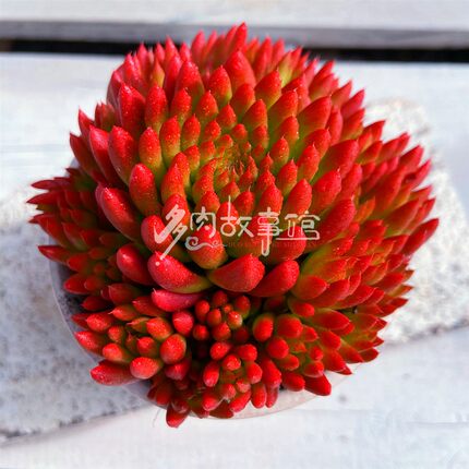 多肉植物 仙女散花群生大颗好养室内阳台桌面绿植花卉盆栽包邮