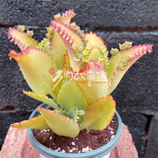 多肉植物 爱情鸟蕾丝公主大叶落地生根带小崽超易养新手福音阳台