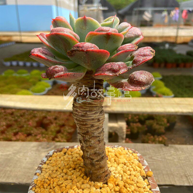 多肉植物雨滴粗杆老桩巨大带杆子老桩阳台植物窗台庭院盆栽装饰
