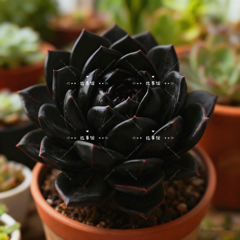 多肉植物 黑魔黑美人高端精品云南基地花卉绿植盆栽阳台办公室