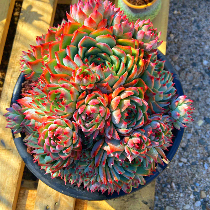 多肉植物 超大林赛老桩整群无砍群生品相无敌精品血色吉娃娃花卉