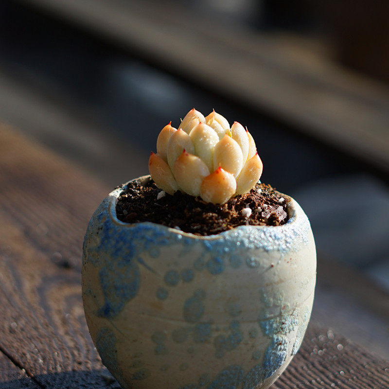 控样黄沙月影 多肉植物净化空气趣味植物防辐射窗台多肉老桩花卉