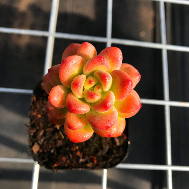 多肉植物【果冻香格里拉】带杆小老桩肉呼呼颜色品相无敌昆明开挂