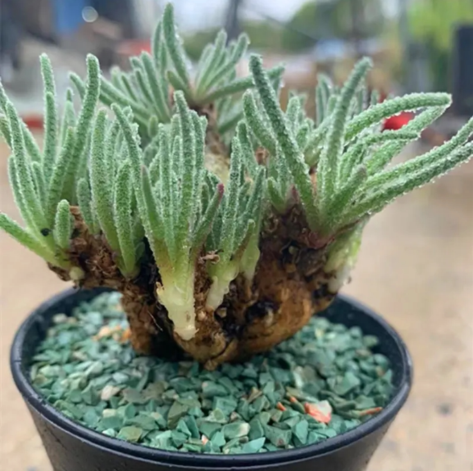 多肉植物 天赐块根稀有类型盆栽老桩玉露花卉组合室内防辐射盆栽