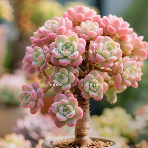 多肉植物 樱花仙子洛神老桩高端精品云南基地花卉盆栽阳台办公室