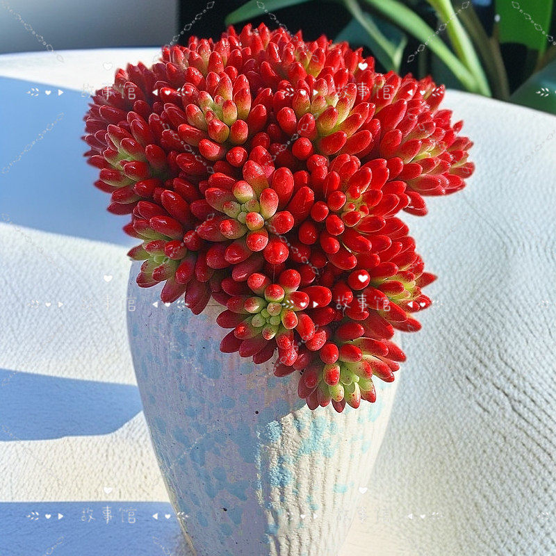 多肉植物 虹之玉锦转运珠悬崖造型红宝石红色系美观高级净化空气