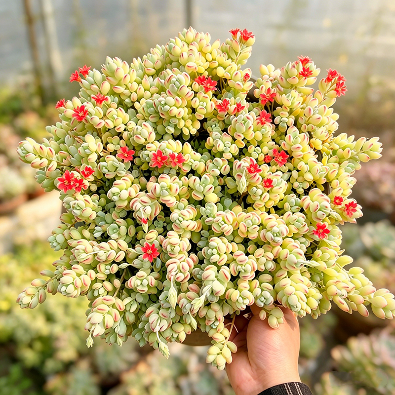 超大盆达摩福娘带花苞 多肉植物开花带香味超值花卉阳台庭院楼顶