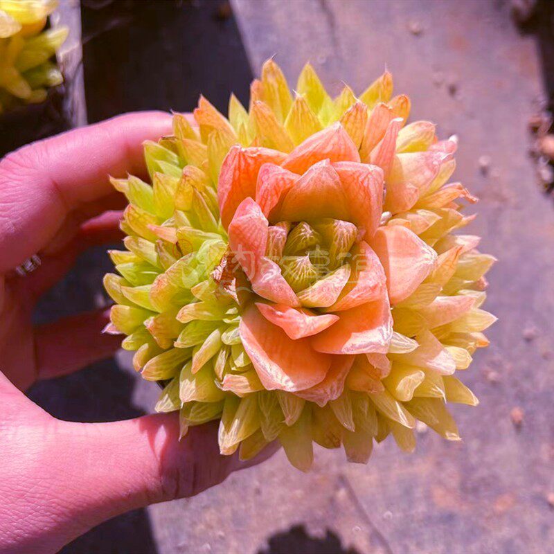 多肉植物 黄金玉露群生多头 带盆栽好易爆盆好养殖净化空气美观