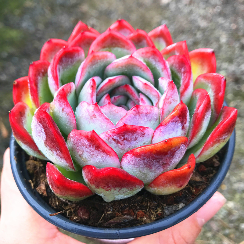 满额包邮/多肉植物【莎莎女王】带塑料盆栽好/阳台庭院盆景