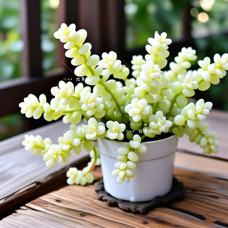 多肉植物奶油玉缀新玉缀超大盆