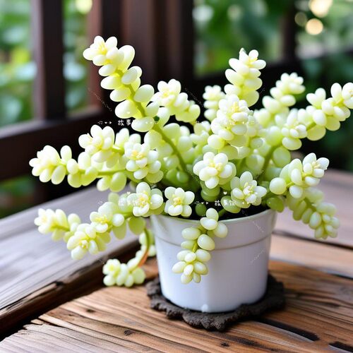多肉植物 奶油玉缀新玉缀超大盆带盆栽好爆盆好养奇趣萌肉新玉坠 - 封面