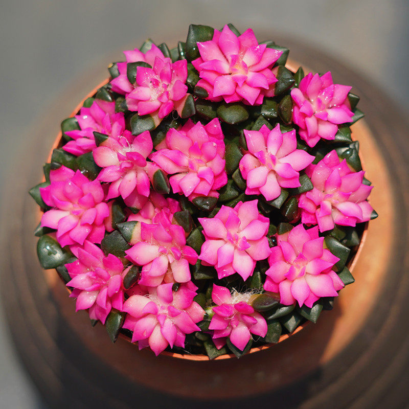 多肉植物 吹雪之松锦卡日松植物颜色艳丽桌面阳台防辐射多肉盆栽