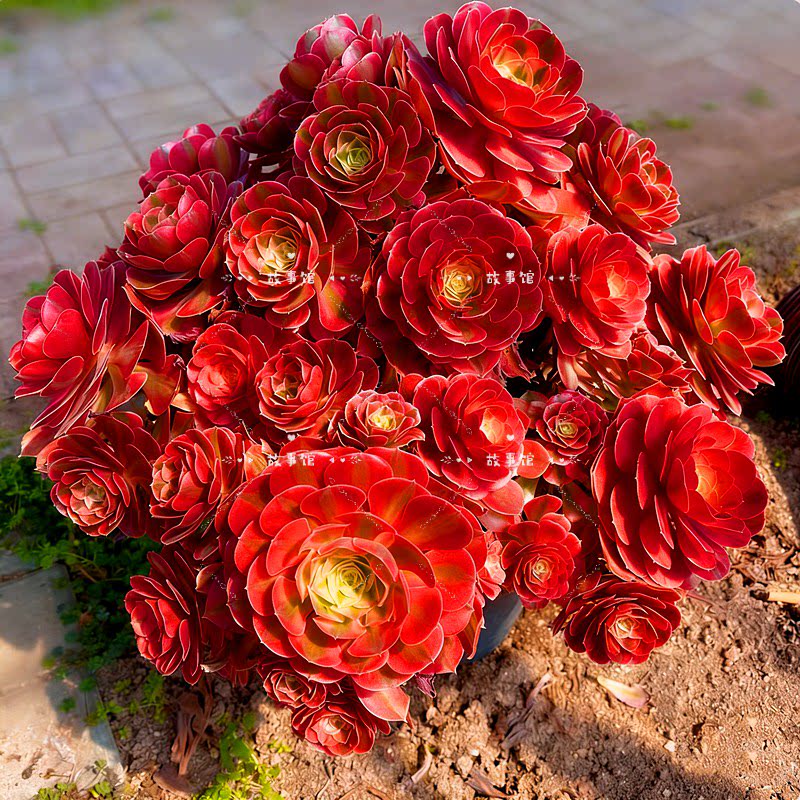 多肉植物 鸿运法师锦高端品种玫瑰花状群生带盆室内观赏植物盆栽