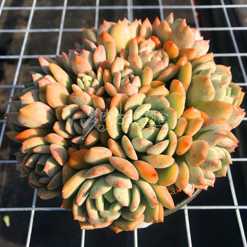 满额包邮/多肉植物【格林大群】颜色艳丽昆明开挂区塑料盆土阳