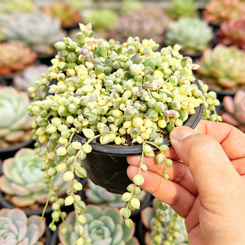 珍珠吊兰多肉植物 白月牙锦小盆栽带盆室内桌面装饰新手易养绿植