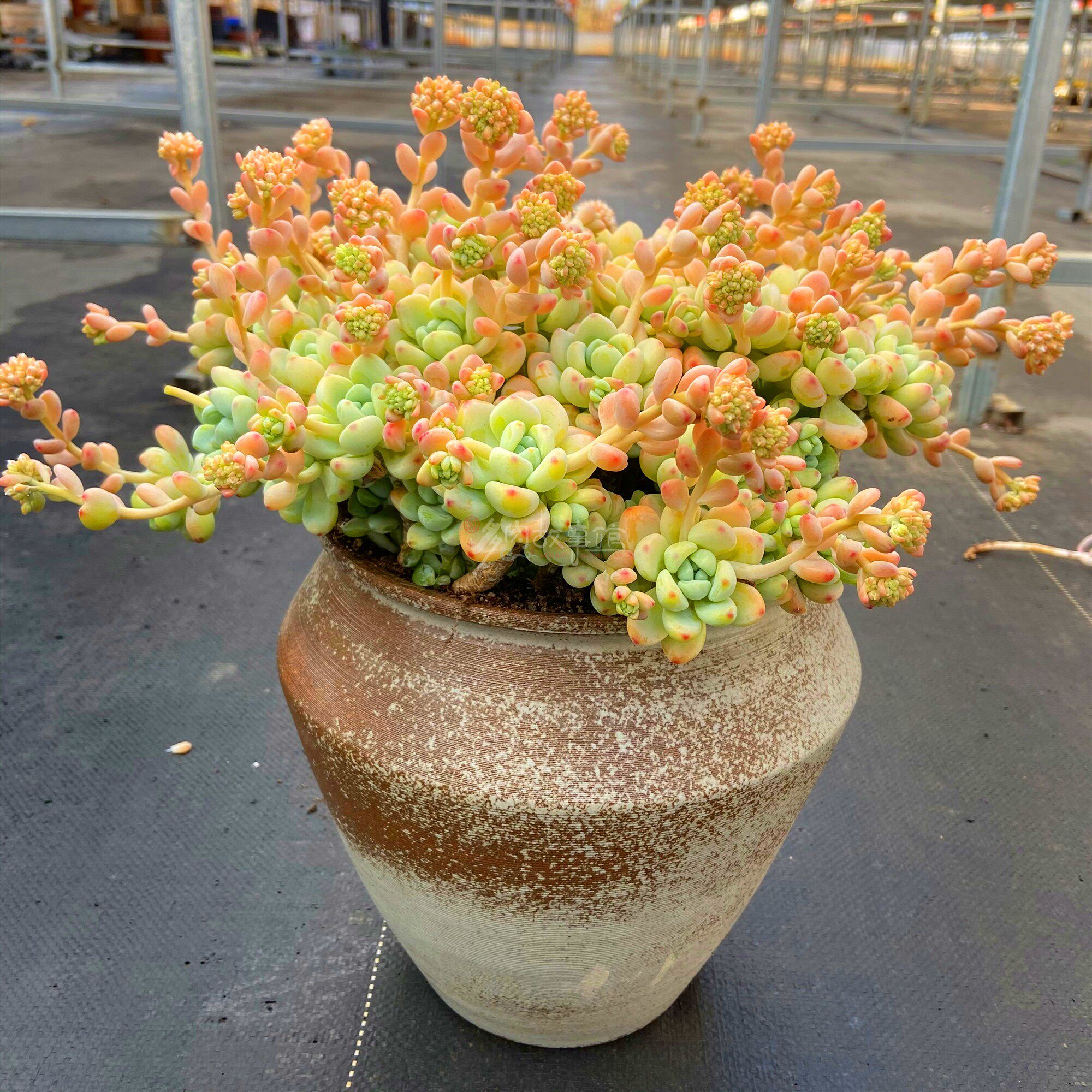 超大罗琦老桩多肉 大颗巨型多年老桩开花带香味果冻色精品贵货