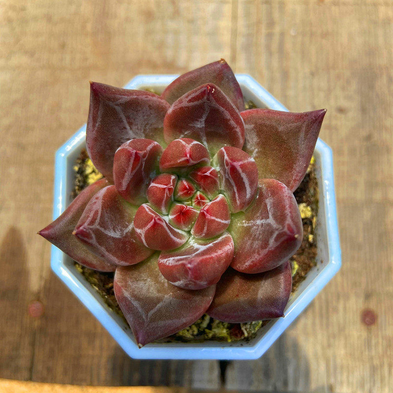 多肉植物韩国灵魂 进口小贵货窗台花卉庭院盆栽吸甲醛阳台防辐射