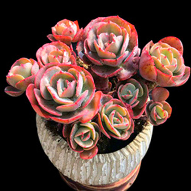 多肉植物红粉台阁 稀有奇趣品种绿植防辐射窗台玉露花卉庭院盆栽