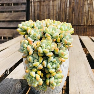 多肉植物 天使之泪悬崖瓷盆带盆栽好绿植花卉玉露红宝石组合品种