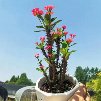 花多叶少老桩小叶虎刺梅小花铁海棠常年开花四季阳台花卉特大号