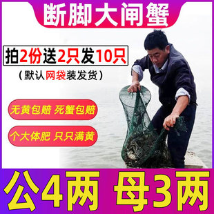 包邮 4只 份固城湖大闸蟹特大鲜活残蟹断脚蟹残次蟹全公母螃蟹净重