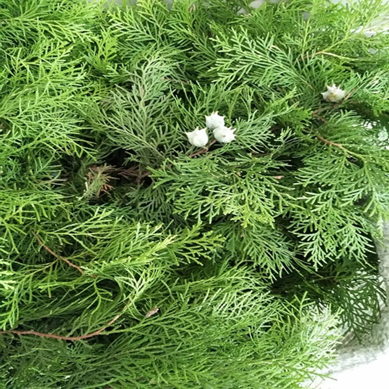 新鲜侧柏叶野柏树叶侧柏叶柏树枝叶扁柏叶枝条中药材现摘包邮_虎窝淘