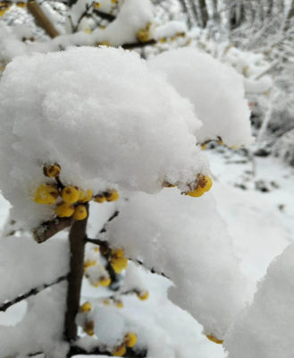 农家珍藏冬天雪水腊月宝宝新生