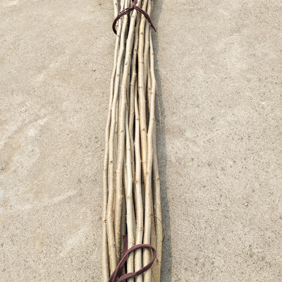 新鲜桑枝桑树枝野桑树棍