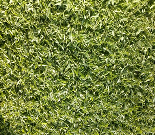 新货柳芽干柳叶食用嫩柳芽尖柳叶芽干柳树叶子尖柳树芽柳芽茶包邮