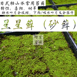 枯山水苔藓日式沙盘园林景观星星藓耐旱阳光砂藓室外植物青苔绿苔