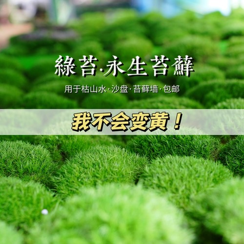 苔藓免养护苔藓墙绿苔免浇水