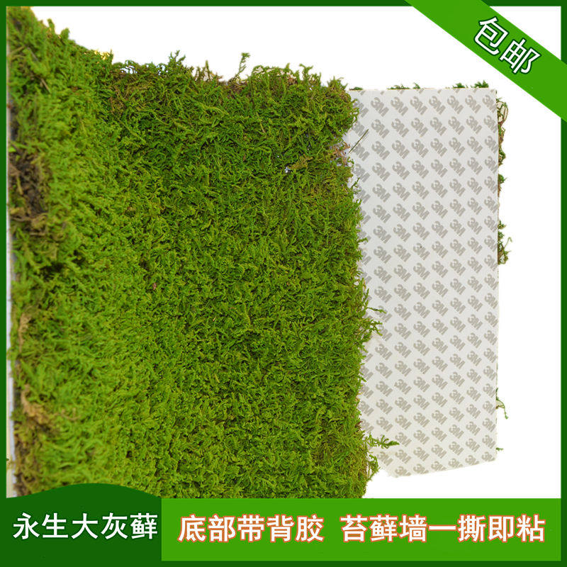 永生苔藓墙粘贴带背胶真植物绿墙材料青苔永生大灰藓黄绿自然绿色