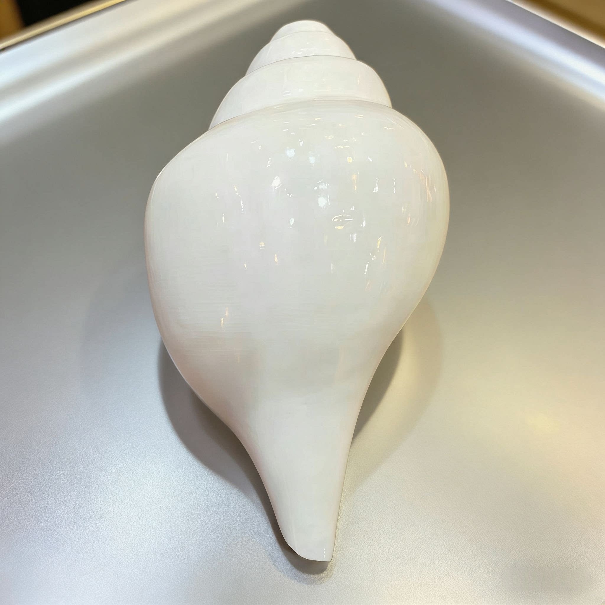 智悲佛缘印度白天然海螺23厘米长 八吉祥海螺 法螺