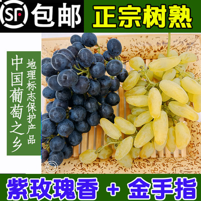 正宗山东玫瑰香葡萄大泽山当季葡萄提子孕妇新鲜水果顺丰4斤包邮