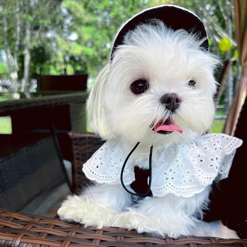 宠物衣服猫咪泡泡裙韩版ins小香风小型犬狗可爱马尔济斯小体博美