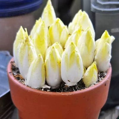 金玉兰紫玉兰菜欧洲软化菊苣根苗新鲜芽球庭院室内外四季好养盆栽