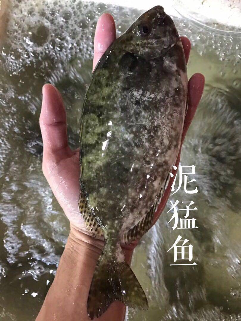 包杀好野生泥猛鱼蓝子鱼肉多刺少全店海鲜可混搭3斤包邮顺丰空运