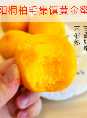 河南黄桃黄金蜜桃子南阳桐柏桃子新鲜现摘大果孕妇鲜桃水果送礼盒