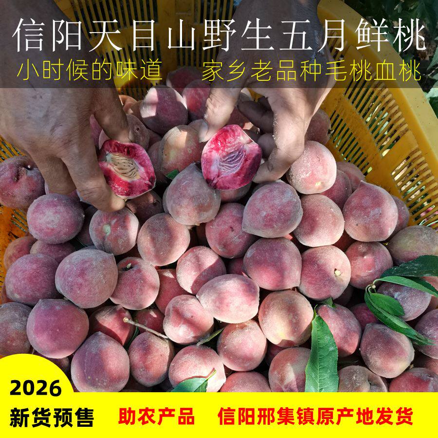 正宗信阳五月鲜桃子老树毛桃血桃老品种仙桃红桃新鲜水果礼盒送礼