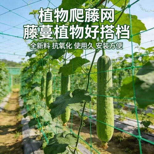 爬藤网植物攀爬网黄瓜冬瓜吊瓜丝瓜葡萄网搭架月季瓜果网百香果网