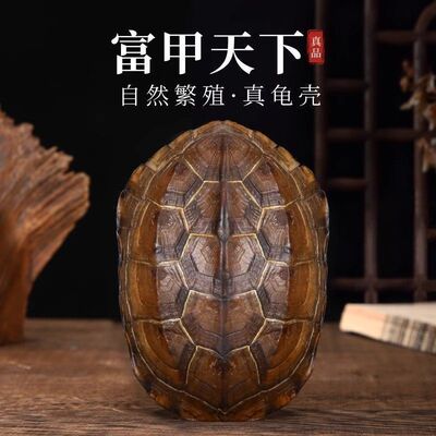 六爻工具一整套铜钱龟壳