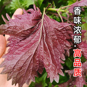 现摘新鲜紫苏叶食用香料东北特产正宗紫苏叶蔬菜粘豆包叶蘸酱菜
