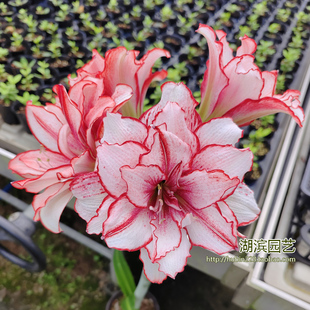 【湖滨园艺】鬼魅Plus 霸王别姬 白肋朱顶红辰父球根花卉花园阳台