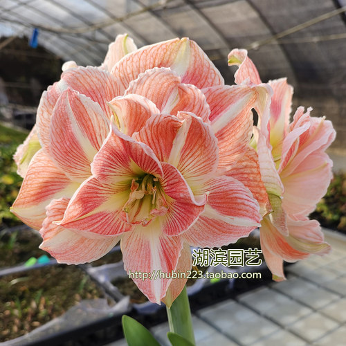 【湖滨园艺】孔雀仙女 荣耀女神 花仙子 荷兰超美大花重瓣朱顶红