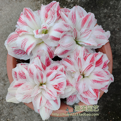 【湖滨园艺】惊奇铃声 惊奇响铃 荷兰超美超大花重瓣朱顶红孤挺花