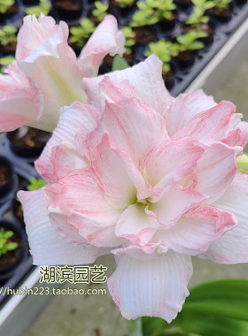 【湖滨园艺】豆蔻 国内球迷自育超美大花重瓣朱顶红孤挺花切球苗